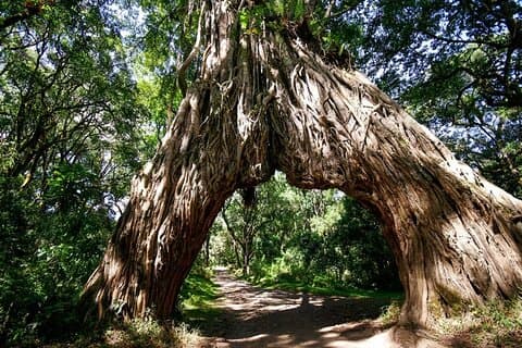 Tagesausflug zum Arusha-Nationalpark