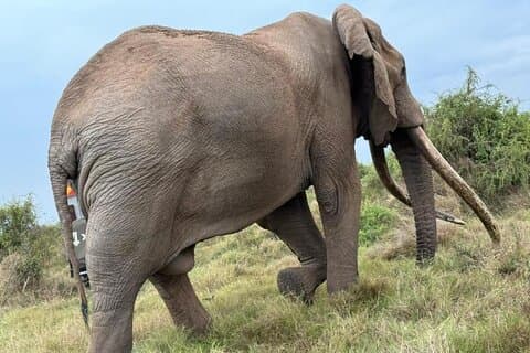 3 dager Masai Mara Group Budget safari i 4x4 Jeep dagstur