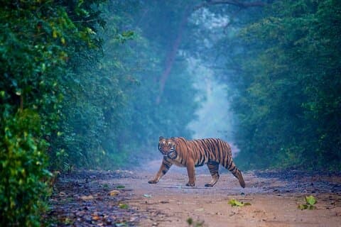 2 - dager: Jim Corbett jungel safari tur fra Hyderabad med fly