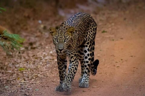 All inclusive leopard safari Wilpattu med guide