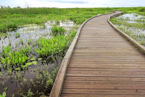Louisiana Creole Nature Trail Zelfstandige audio-rijtour
