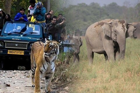 Mumbai til Jim Corbett: 3-dages dobbelt safari vildt tur