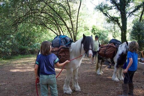 Pack Pony Wild Camping en Ancient Woodland, Dorset