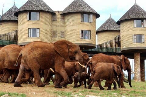 Safari privato di 2 giorni al Parco Nazionale dello Tsavo Est da Mombasa