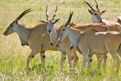 2 Days Wildlife Safari to Awash National Park