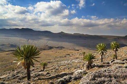 5 Days Bale Mountains Trekking