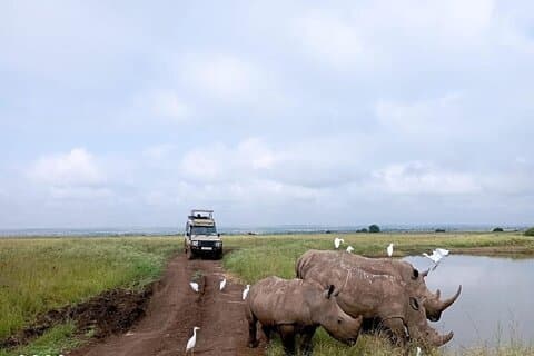 Halvdags gruppe tur i Nairobi med pickup