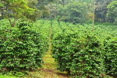 Day Tour To Fairview Coffee Farm