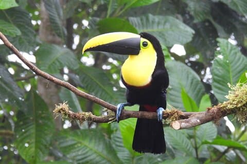 Privat fugletur i Mindo Cloud-Forest + Mitad del mundo