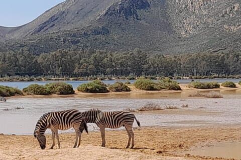 All-inclusive Big 5 Aquila Game Drive Small Group Experience