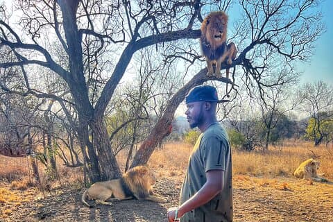 Walking with lions guided experience