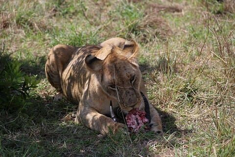 Maasai Mara Daytrip from Nairobi and Naivasha