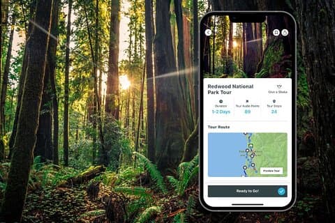 Visite audio libre du parc national Redwood
