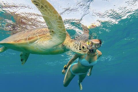 Turtle snorkling og Dole Plantation guidet tur i Oahu