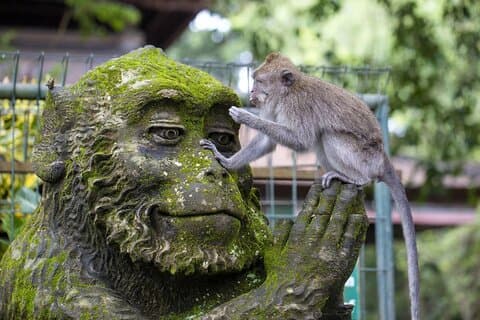 Tour privado por Ubud – Visita turística personalizada de 6 horas con guía