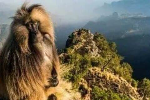Day Trek to Simien Mountain