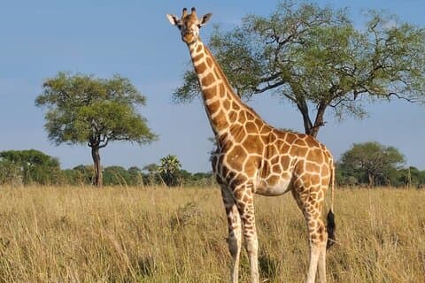 3 Tage Murchison Falls Safari mit Unterkunft