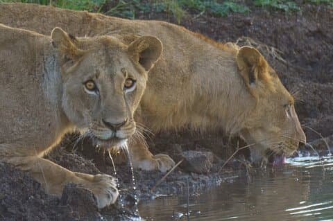 Halve dag Nairobi National Park Begeleide 4x4 Safari met gratis pick-up