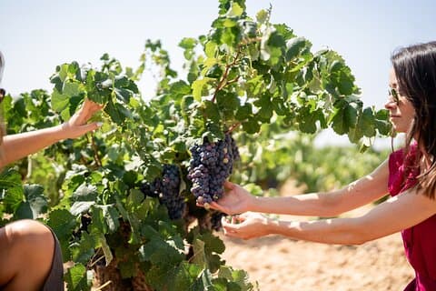 Visita a due cantine con degustazione di vini
