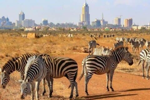 Dagstur till Nairobi National Park och Giraffe Centre