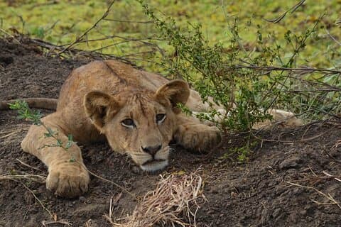 Heldagstur till Mikumi nationalpark från Zanzibar