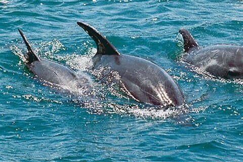 Visite des dauphins et de la plongée à Watamu