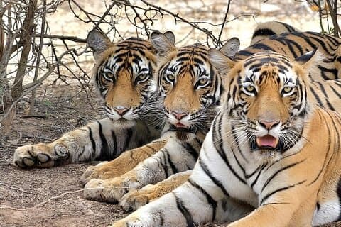 Excursion de 5 jours en triangle d'or avec safari au tigre et refuge d'oiseaux