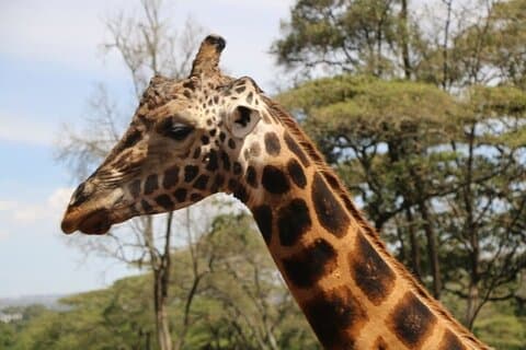 Tour pomeridiano della Giraffa Center e del Parco Nazionale di Nairobi