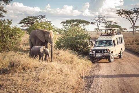 5 Days The Big Five Tanzânia Aventura Safari