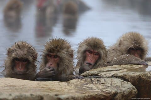 Snow Monkey Park Visite privée au départ de Tokyo avec guide agréé