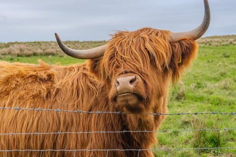 Aus Inverness: Cawdor Castle, Hairy Coos und Cairngorms Tagestour