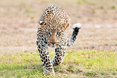 2-Day Safari from Zanzibar to Serengeti & Ngorongoro