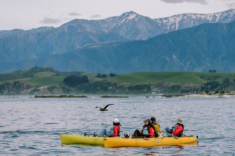 Private Seal Kayaking and Wildlife Tour in Kaikoura
