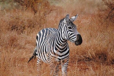 Full Day Safari Tour at Tsavo East National Park from Mombasa
