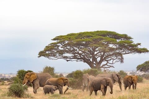 Excursion d'une journée au parc national Amboseli