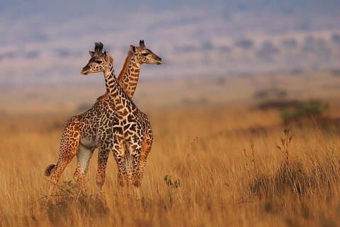 7 dagars grupp Safari. Mara, Nakuru och Amboseli i uppgraderade orter