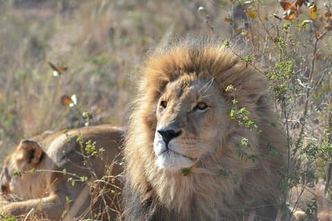 Amazing Safari at Game Reserve in Cape Town - see the Big5