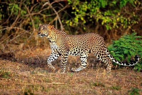 De Ella : Safari Yala Leopard tout compris et transfert à la plage