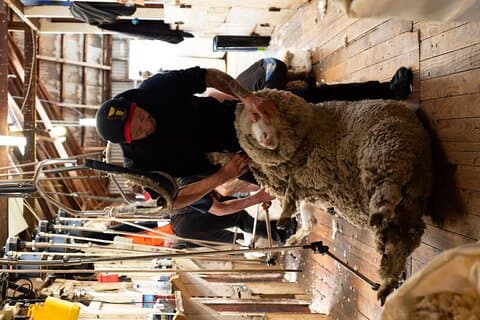 Mt. Hay Farm Experience Genuine Country Farming(Carbon Positive)