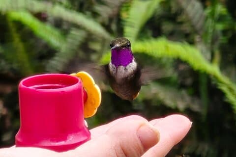 Nuvem privada de dia inteiro Forest Hummingbird Feeders & Quito Old Town