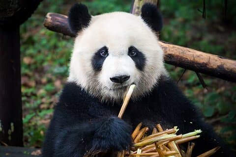 Panda, City walk, Authentic Tea Ceremony and Local foods,Culture