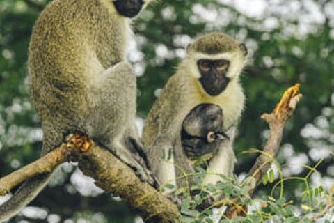 15 dager med Uganda Wildlife Safari