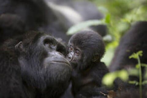 8 Days Uganda Wildlife, Gorilla and Chimp Trekking Safari