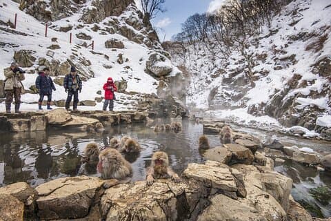 Nagano-Tour: Jigokudani Monkey Park, Obuse & Sake oder Onsen