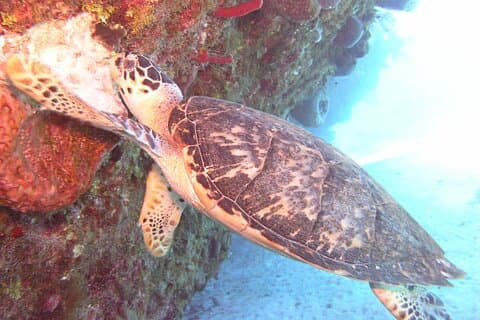 Stingray Sandbar, Snorkeling e Starfish Point