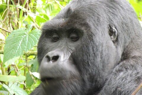 10 Tage Tour in Uganda Wildlife mit Gorillas