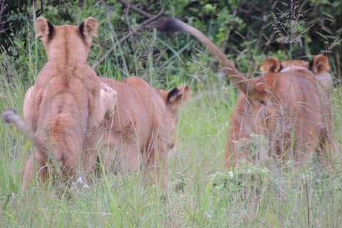 7 Days Midrange Safari with Big 5 and Primates