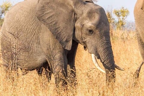 Full Day Game Drive In Kruger National Park