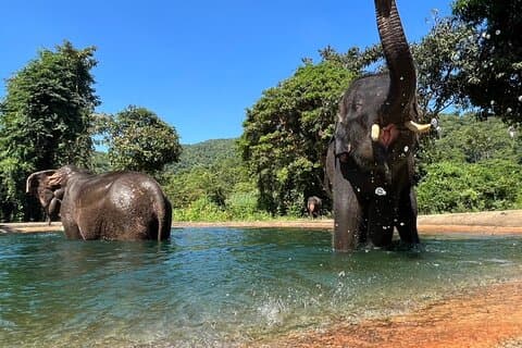 Ethisch olifantenkijken vanuit Bangkok & Pattaya
