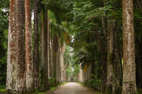 Botanische Tuin en Bos van Tijuca: Natuur in Rio de Janeiro
